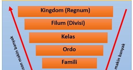 Tingkatan klasifikasi pada dunia tumbuhan adalah
