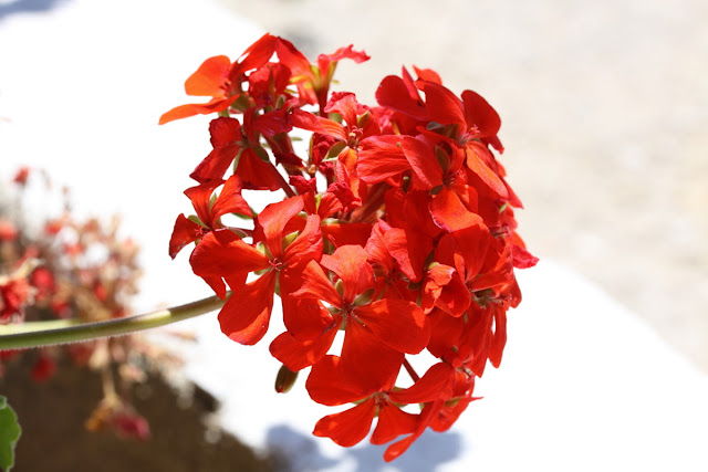 Red Geranium bunch