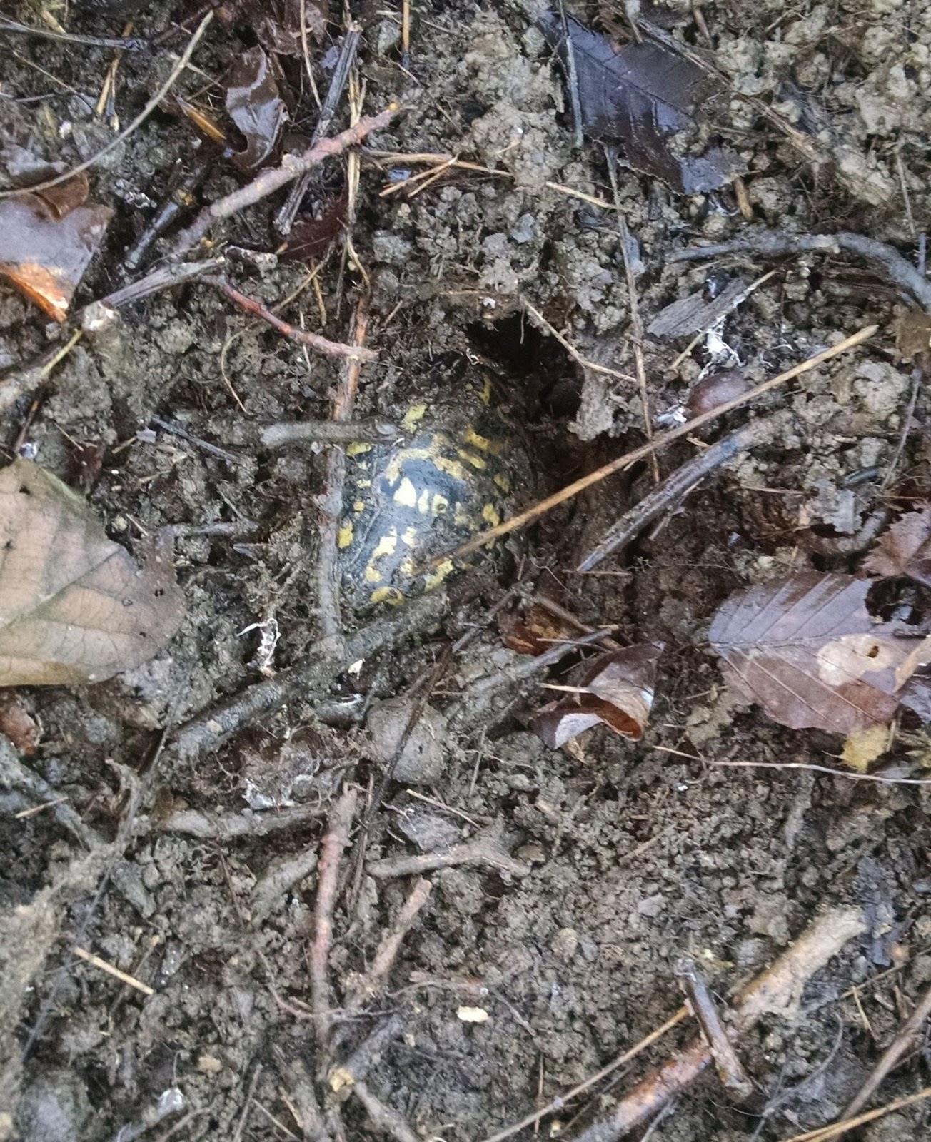 Life on The Edge Where does an Eastern box turtle go in the winter?