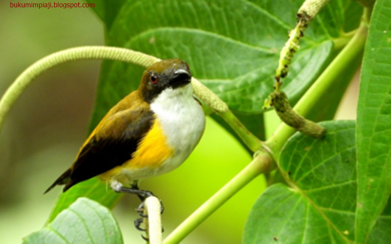 20 Mimpi burung kuning