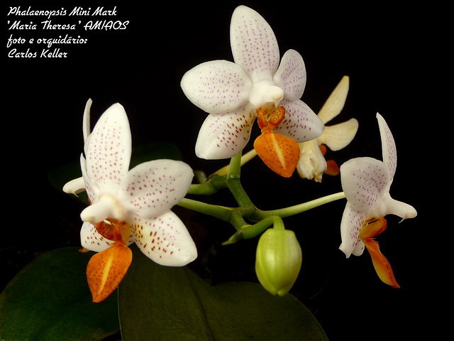 Orquídeas, nossas flores...: PHALAENOPSIS MINI MARK