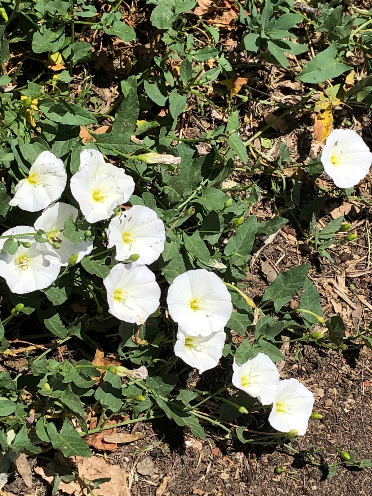 Colorado Mountain Gardener Managing bindweed in the garden