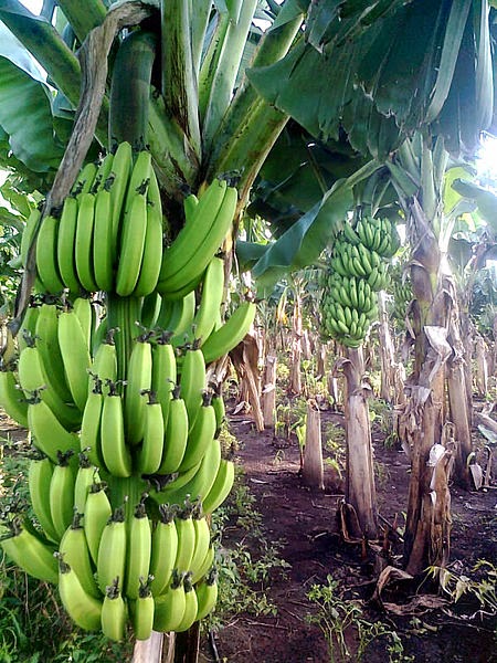 شجرة الموز الكاذب