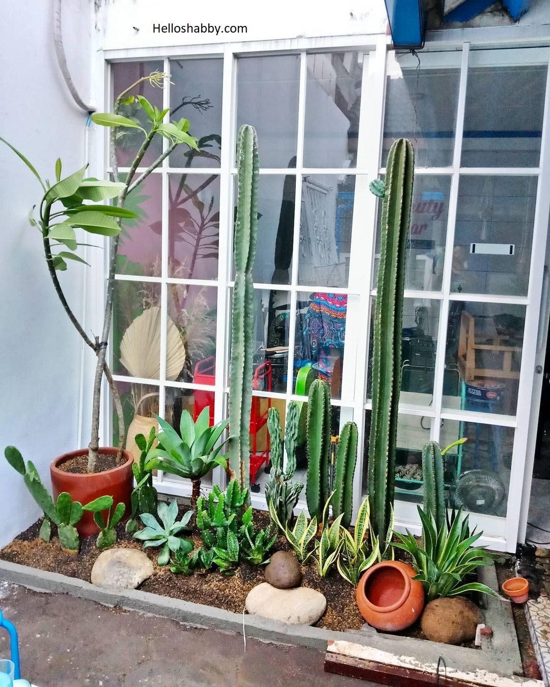 Ide Taman dengan Satu Jenis Tanaman yang Mudah Dirawat: Edisi Taman