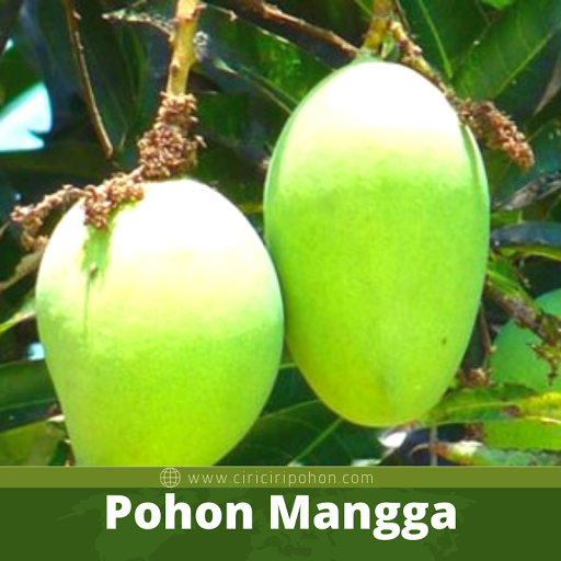 Pohon Mangga