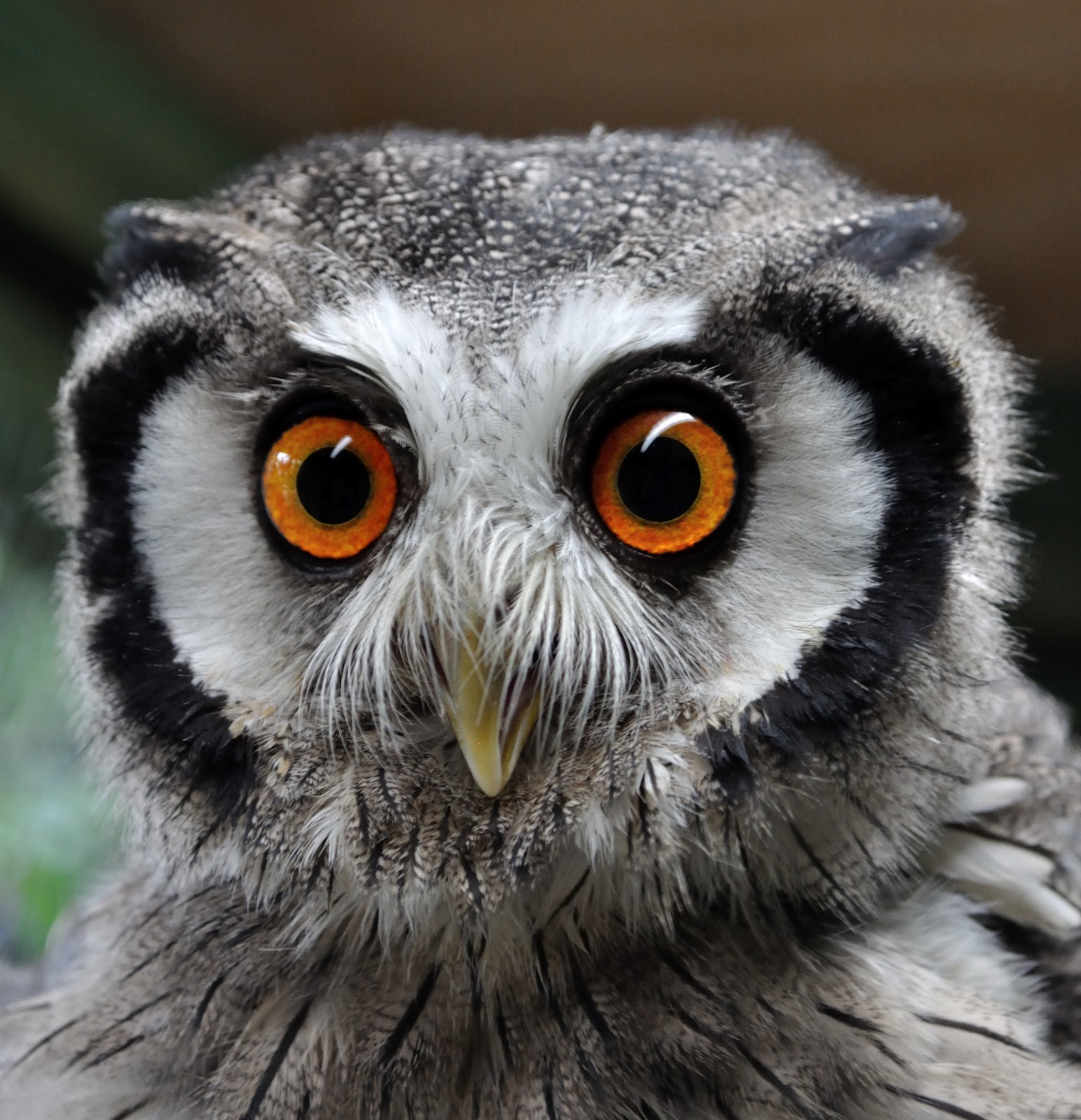 JAPANESE KOI White faced scops owl
