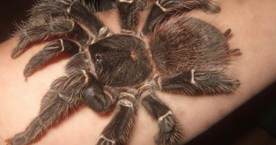 9 Tafsir Mimpi Di Gigit Laba Laba Menurut Erek Erek 2d 3d 4d Tafsir Erek Erek