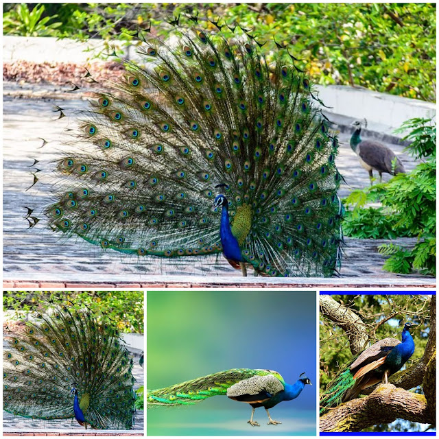Peacock Bird In Hindi