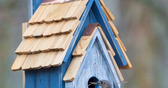 Bird bird blue house