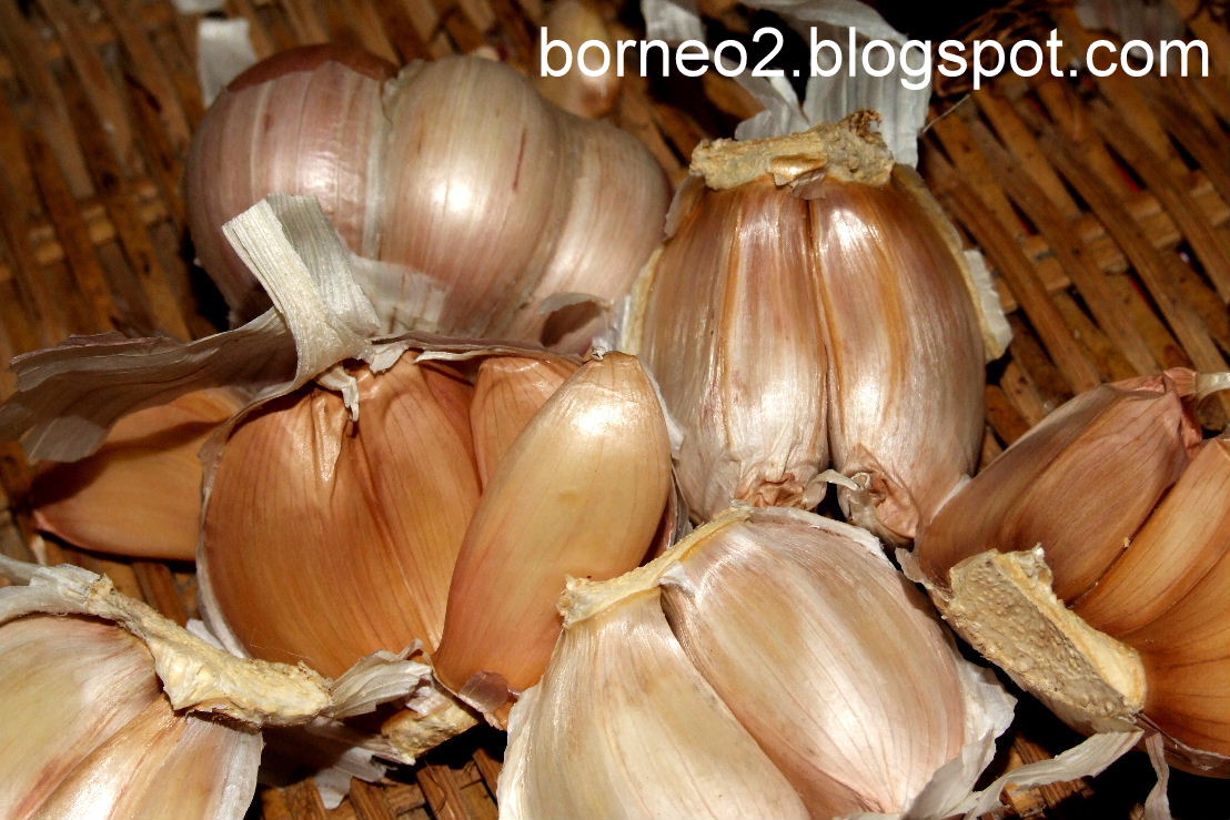 Borneo Island, Awaken To A Different World Garlic (Italian Garlic)