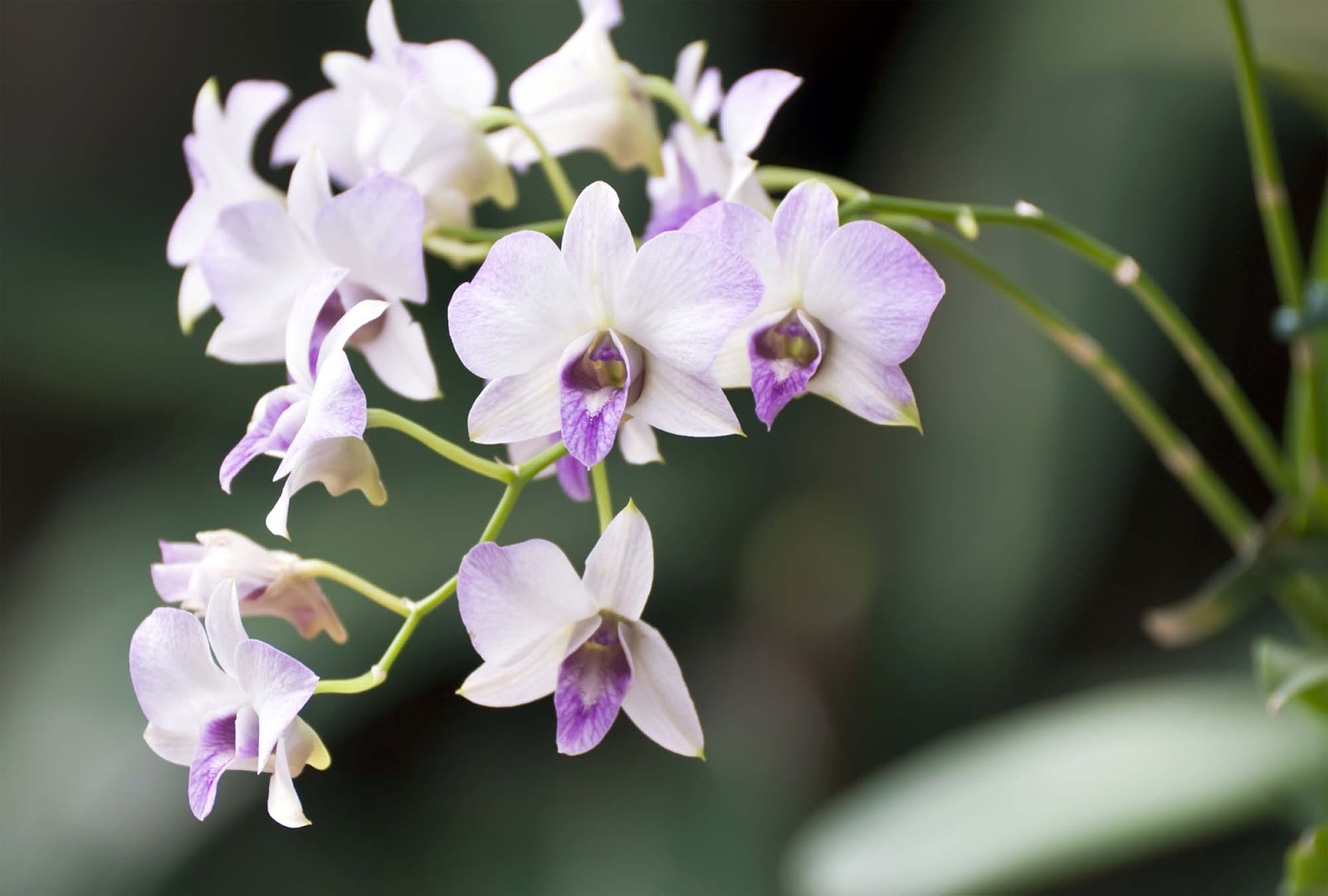 Grow and care Dendrobium orchid Travaldo�s blog Grow and care Dendrobium orchid Travaldo�s blog