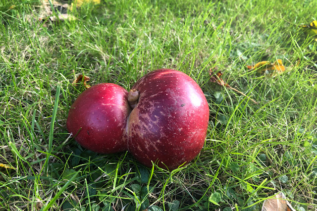 conjoined red apple