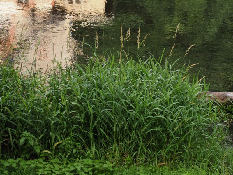 てっちゃんの自然観察記: Bode Gorgeの植生と植物（前編）