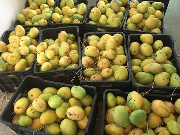 Farm Fresh Mangoes from the Orchards of Hanu Reddy Realty Farm Fresh Mangoes from the Orchards of Hanu Reddy Realty