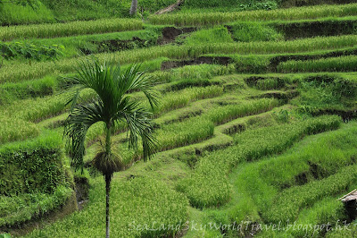 Tegalalang rice terrace 梯田