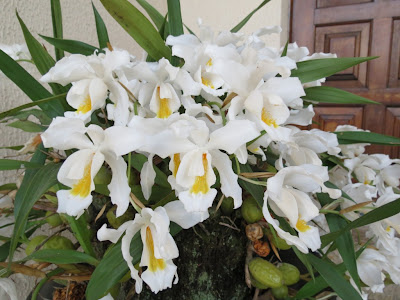 Coelogyne cristata