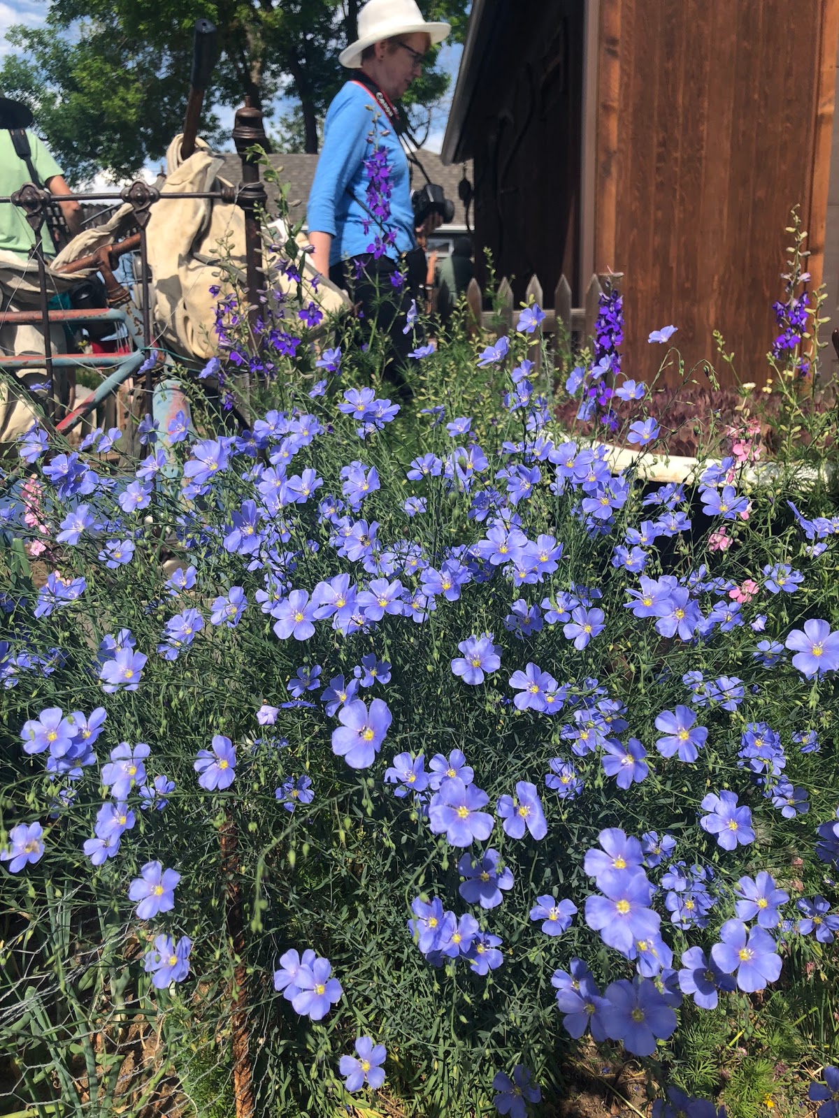 Idora Design Plant Of The Week California Lilac