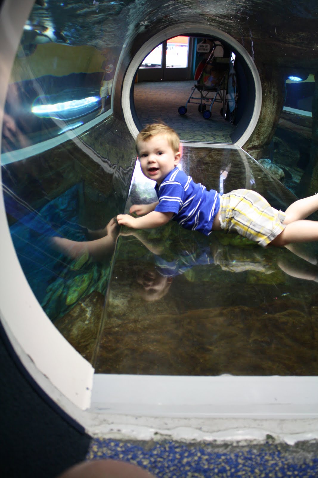 williamson family: Ripley's Aquarium -Gatlinburg Tennessee