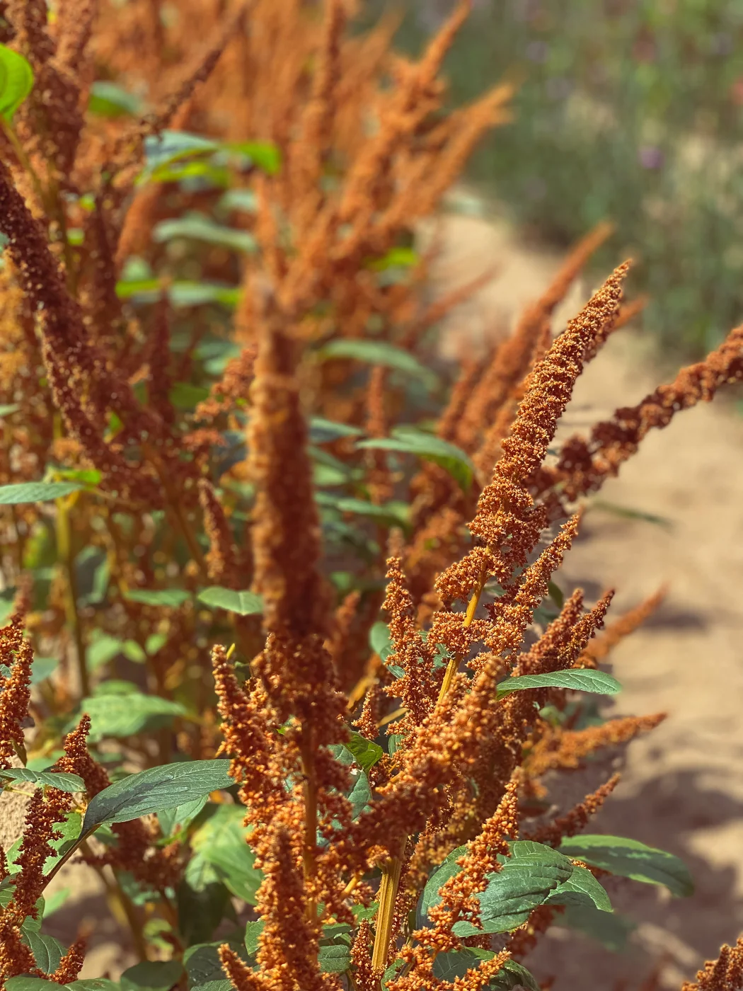 golden amaranth, summer garden flowers, blooming flowers, summer flowers that bloom