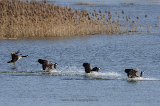 Wildlifefotografie Lippeaue