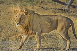 Lion Images Lion Images