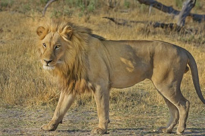Lion Images Lion Images