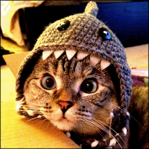 Art Cat GIF • Psycho cat is psycho. “OMG, what has been seen cannot be unseen!” Art Cat GIF • Psycho cat is psycho. “OMG, what has been seen cannot be unseen!”
