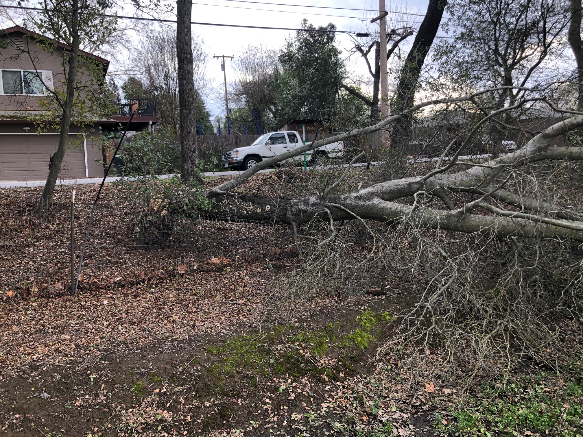 Sacramento Digs Gardening Why do branches, trees fall during storms?
