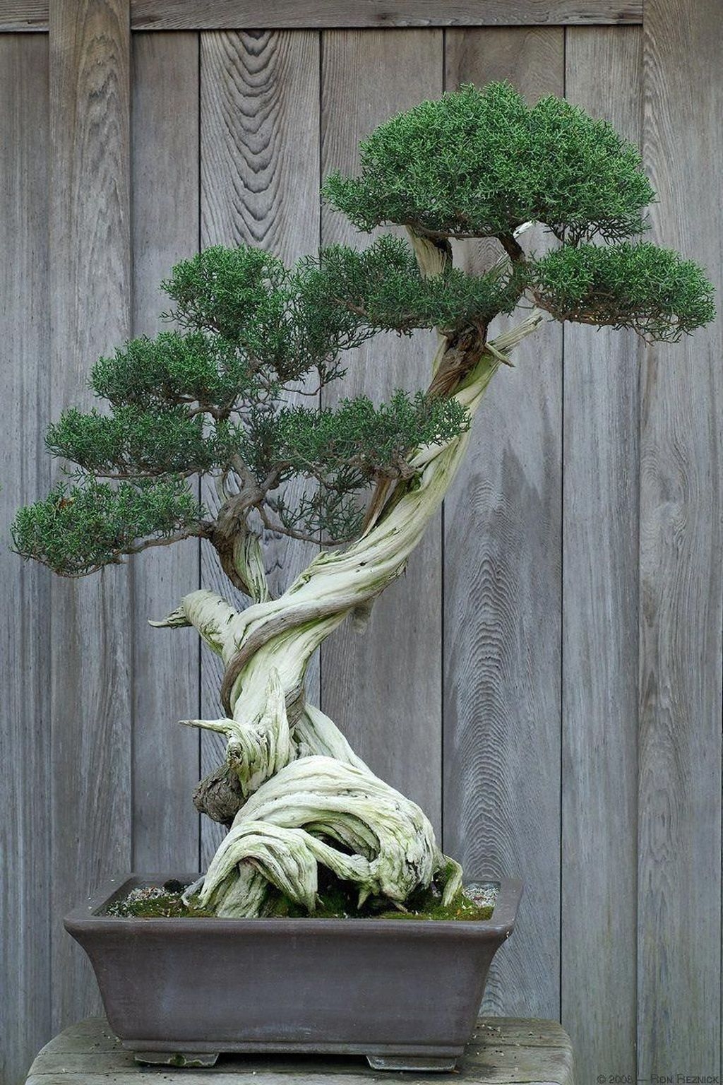 30  Favorite Bonsai Tree Ideas For Your Garden
