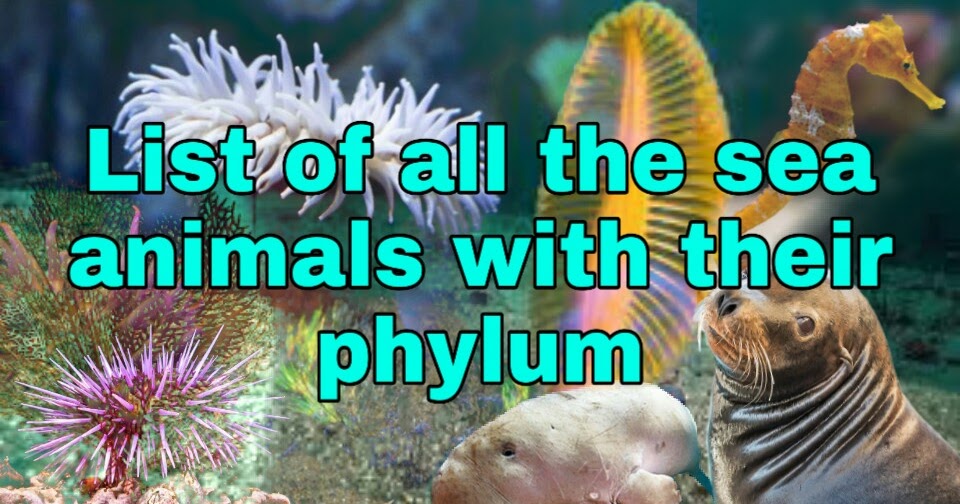 List of sea animals started with word sea, their scientific name and their  phylum