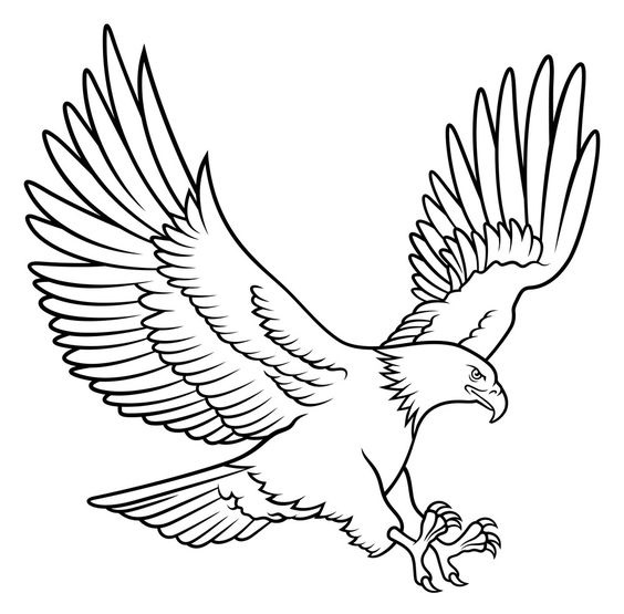 Sketsa gambar burung elang Sketsa gambar burung elang