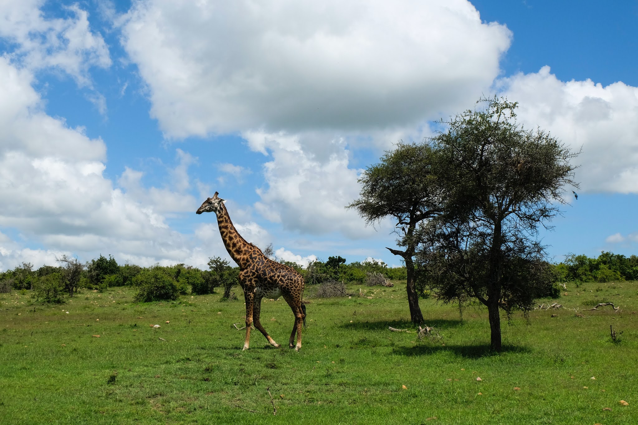 Masai Mara,