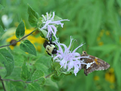 Pocket Meadows in July