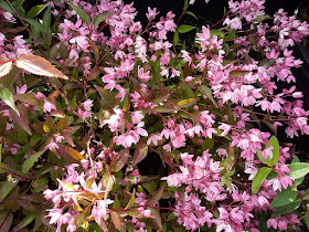 The Plant Hunter November 2016