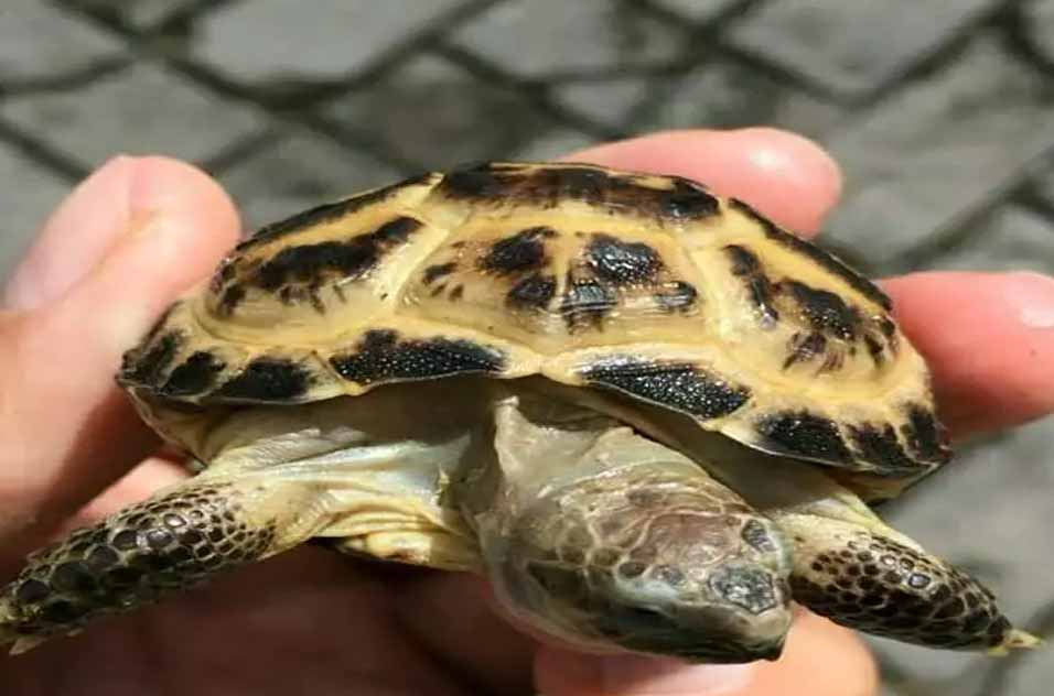 5 Jenis Hewan Reptil Herbivora Dan Penjelasannya Hewan Reptil