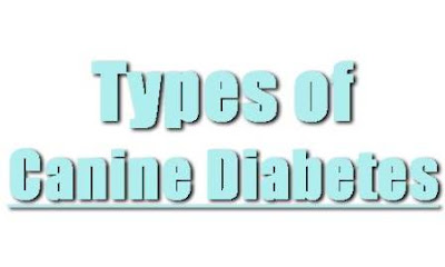 Types of Diabetes Canine