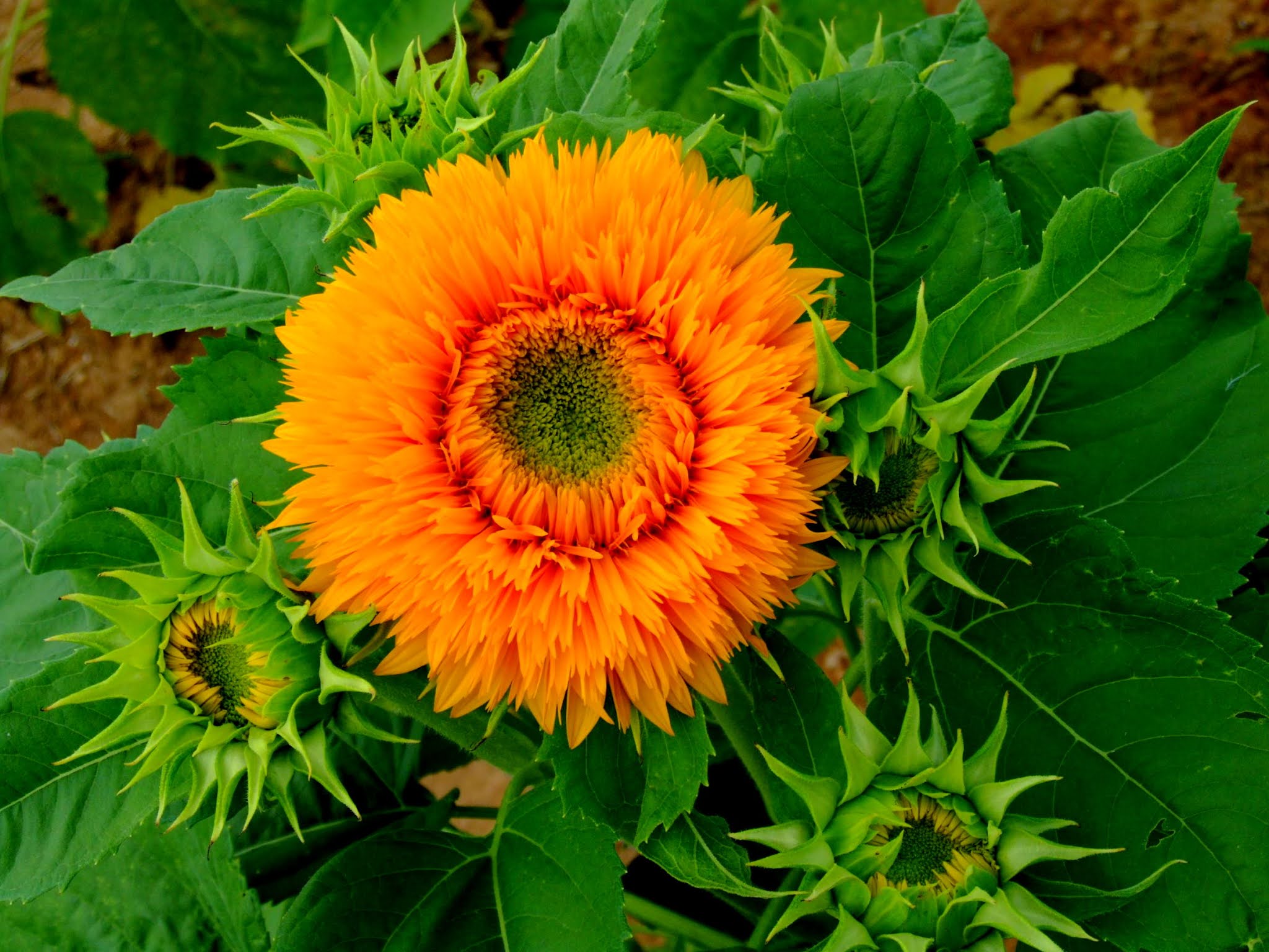 青空 黄色い向日葵（ヒマワリ） ひまわり写真素材 ゴッホのひまわり blue sky,yellow sunflower,photo stock,Van Gogh's sunflower