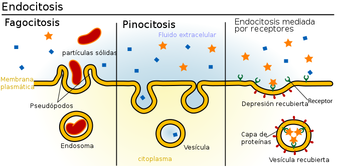Citologia | Endocitose e Exocitose
