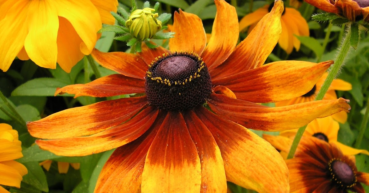 HOW TO GROW RUDBECKIA FROM SEED The Garden of Eaden