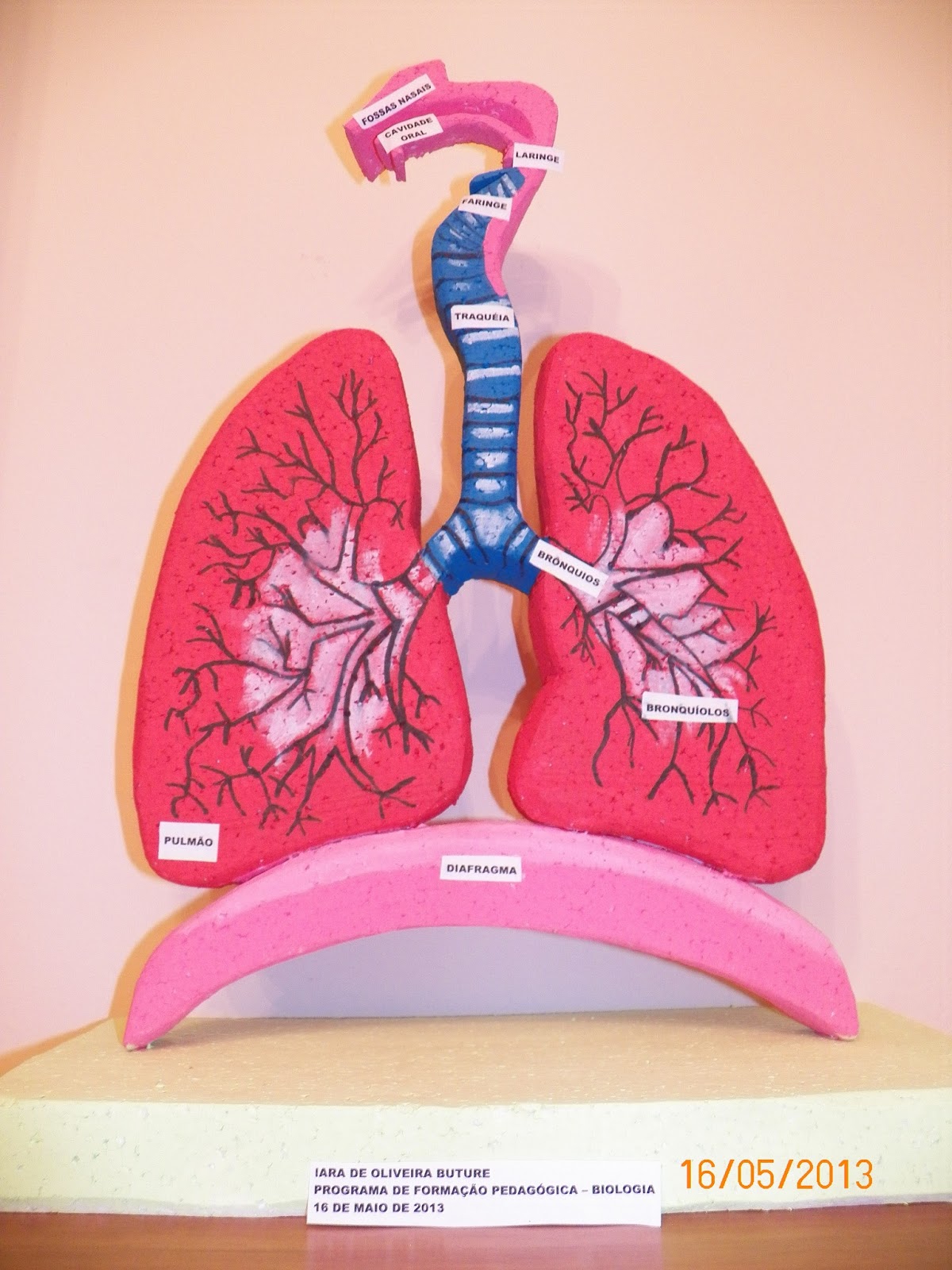 Flora e Fauna: Maquete do Sistema Respiratório - Biologia I
