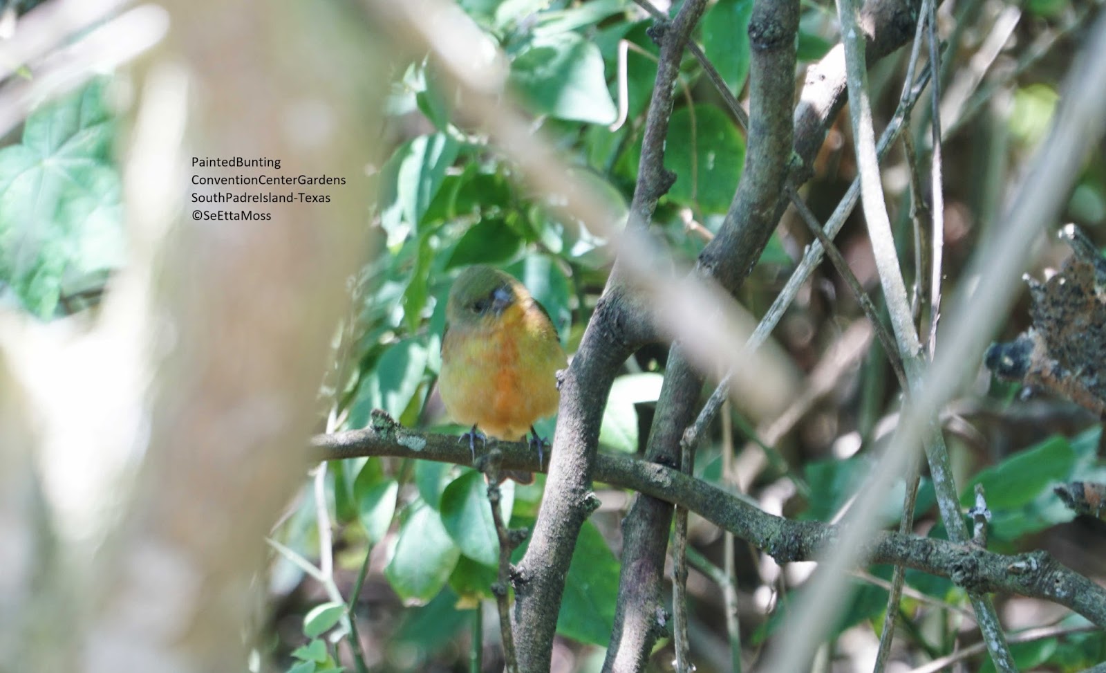 Young Painted Bunting Xploring The Nature