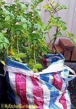 Potatoes Growing in a Bag