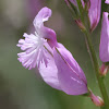 http://wild-flowers-of-europe.blogspot.nl/2015/06/polygala-boissieri.html