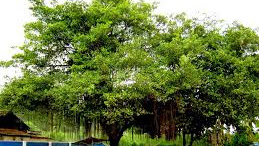 BALAS BUDI POHON BERINGIN TUA #beringin #balasbudi