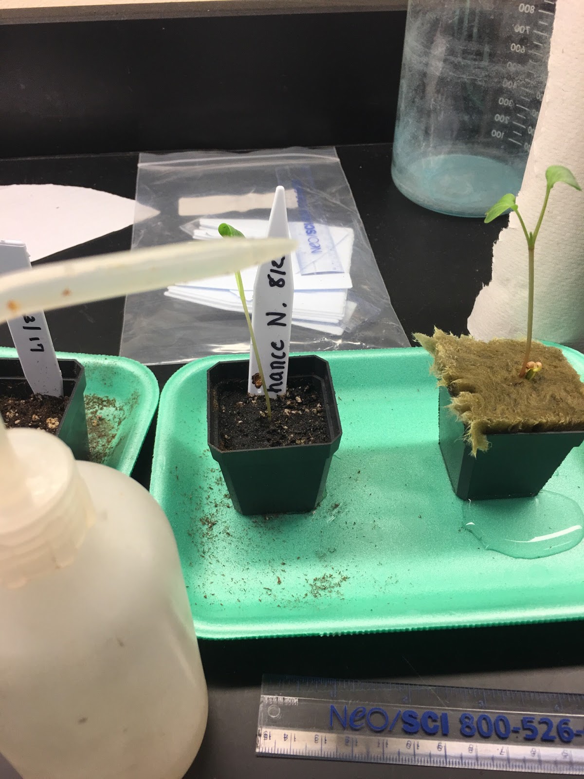 Chadron High School Blog Advanced Biology Soil Experiment