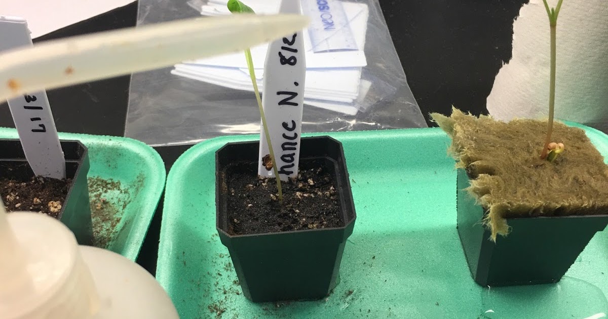 Chadron High School Blog Advanced Biology Soil Experiment