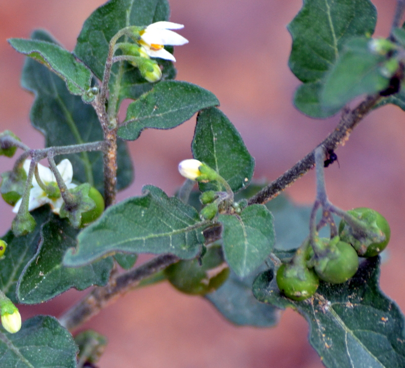 EN EL MONCAYO Tomatillos del Diablo (Solanum nigrum)