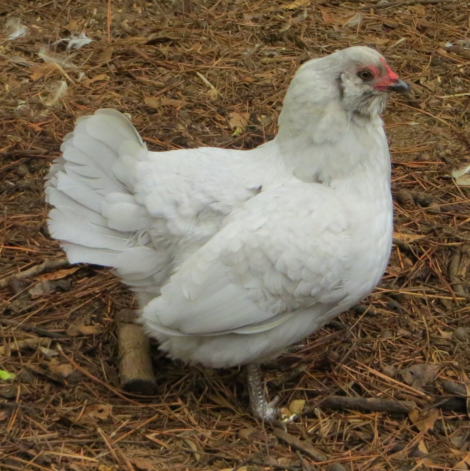 Feather Feet & Vulture Hocks Our Current Hens