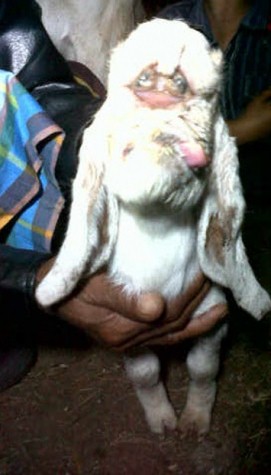 http://1.bp.blogspot.com/-KFJ4TXZz7Q4/T9s535wNieI/AAAAAAAAD2g/kUf3wSv273M/s1600/KAMBING_MANUSIA.jpg