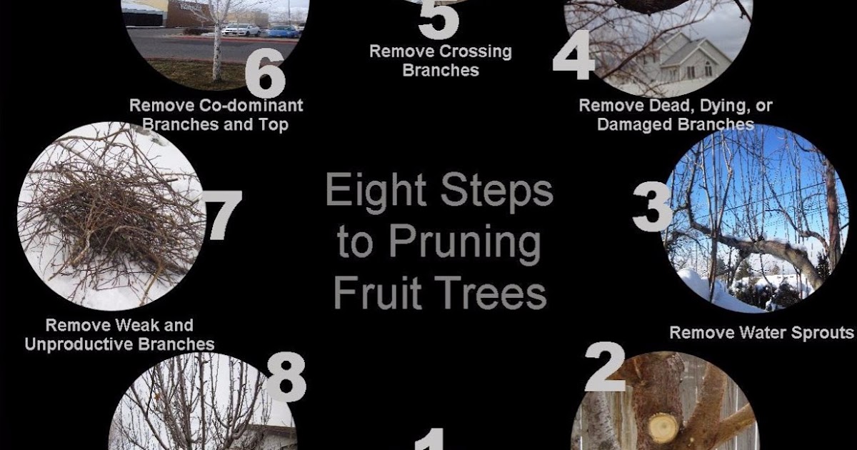 Fruit Tree Pruning at Its Best Lesson 6 Structural Pruning